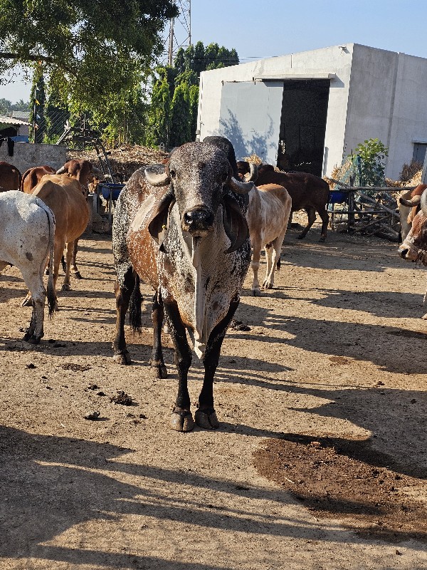 ખુટ (bull) વેંચ...