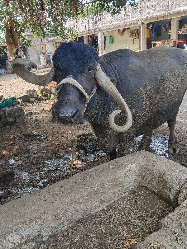 ભેંસ વેચવાની છે