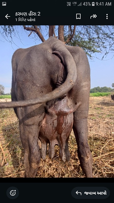 ભેંસ વેચવાની છે