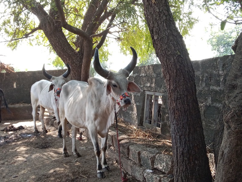 રાજુ ઝાલા