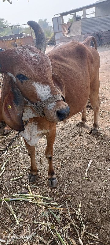 ગાય લેવા માટે મ...