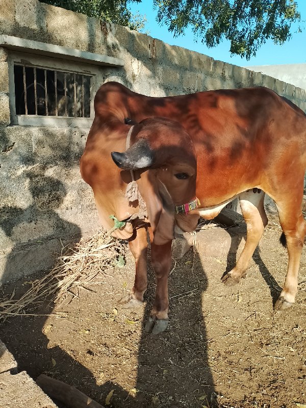 હોડકુ વેચવાની છ...