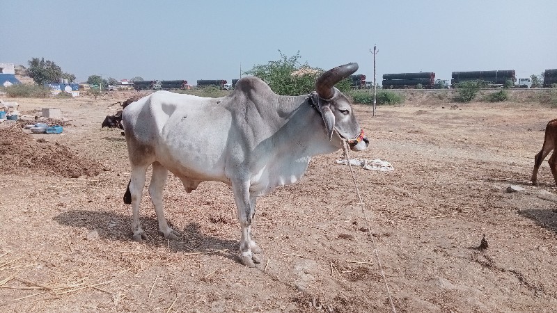 વેચવાનો છે