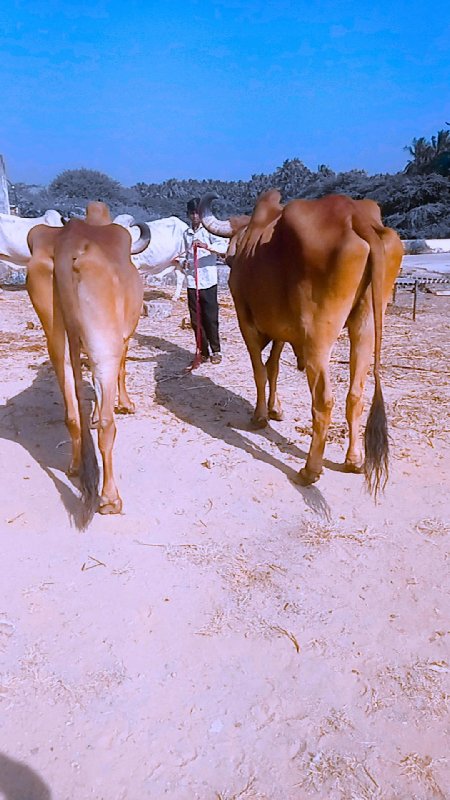 તેમાં 17000