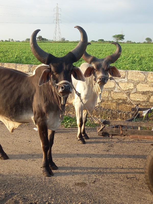 વેચવાના છે જવાબ...