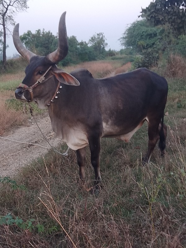 બરધુ વેચવાના છે...