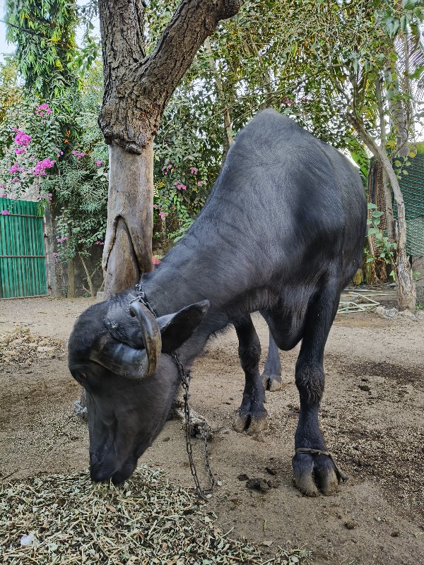 ભેંશ પેલું વેતર