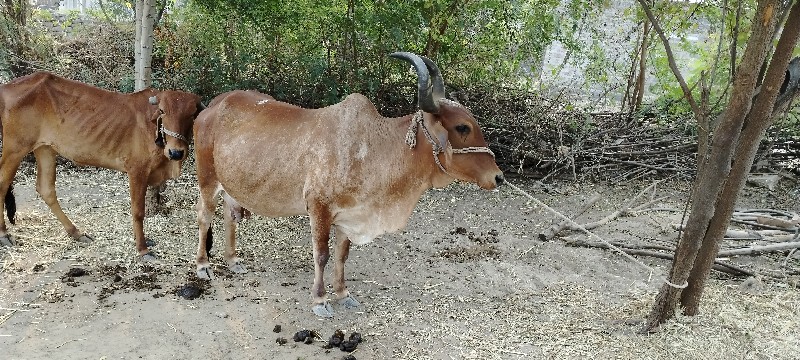 ગાય વેચવાની 3 વ...