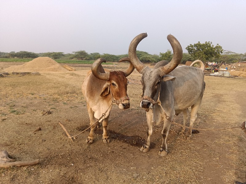 બળદ વેચવાના છે