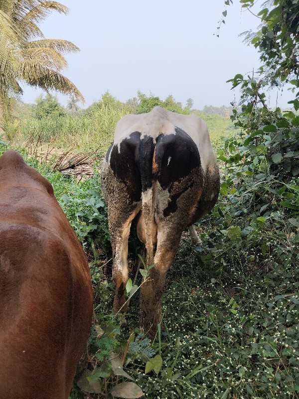 એચ. એફ. ગાય વેચ...