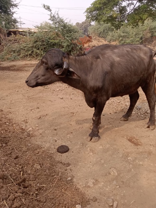 આ ખડેલી વેચવાની...