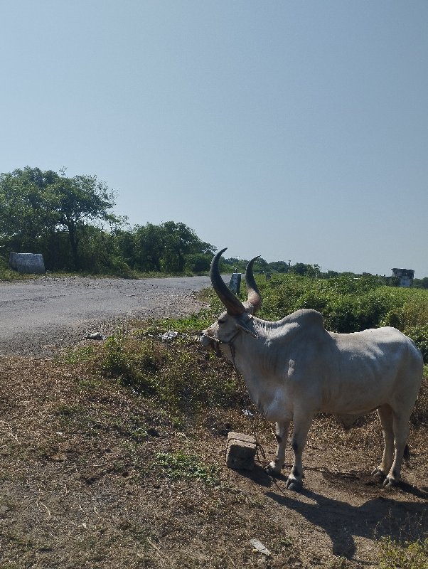 ગોઢલો