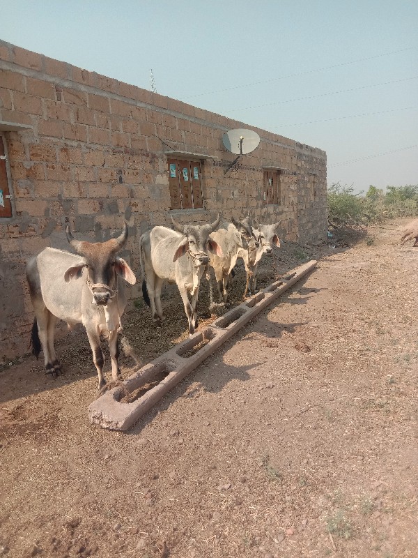 ગોધલા ચાર છે વા...