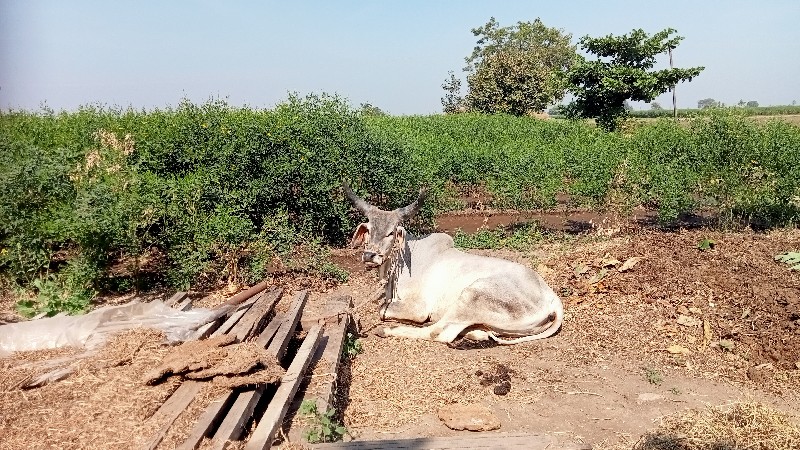 ડોઢલા