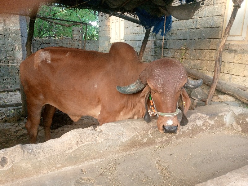 ગીર હોડકુ વેશવા...