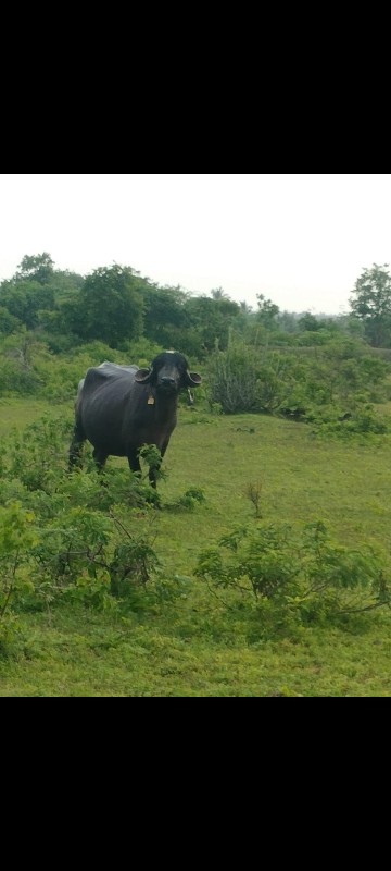 ભેંસ વેચવાની છે...