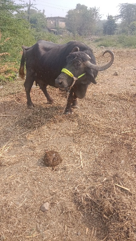 દસ દિવસની કાશી...