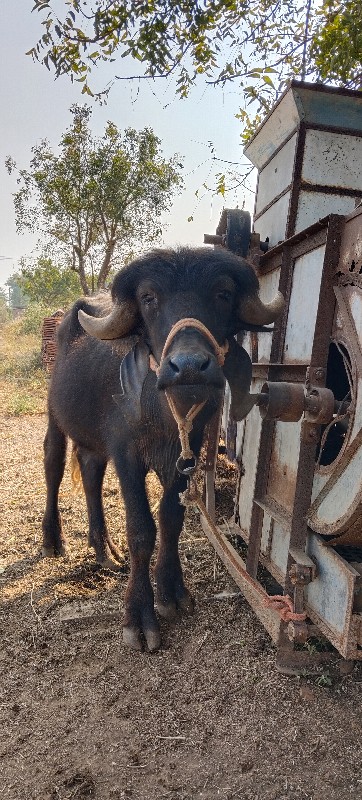 પાડો વેચવાનો છે