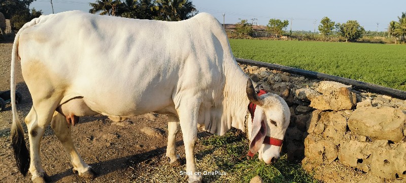 ગાય