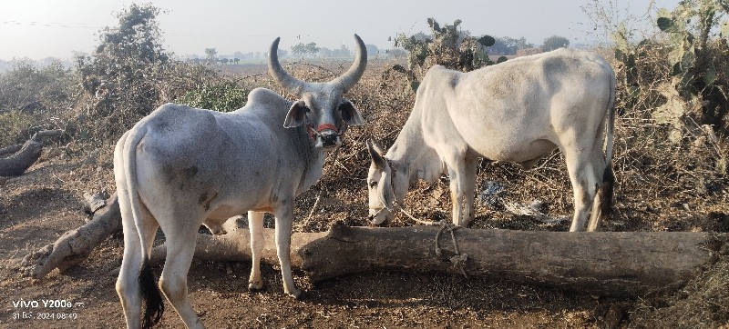 ગોઢલા વેચવાના છ...