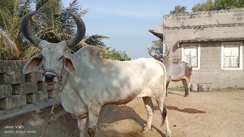 વેચવાના છે