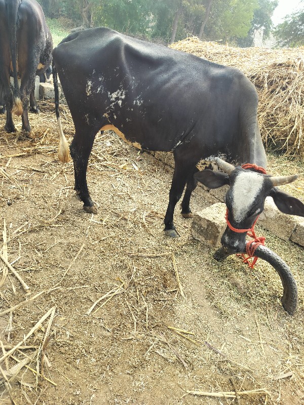 પેલુ વેતર ગાય 🐄