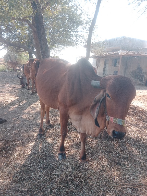 ગીર ગાય