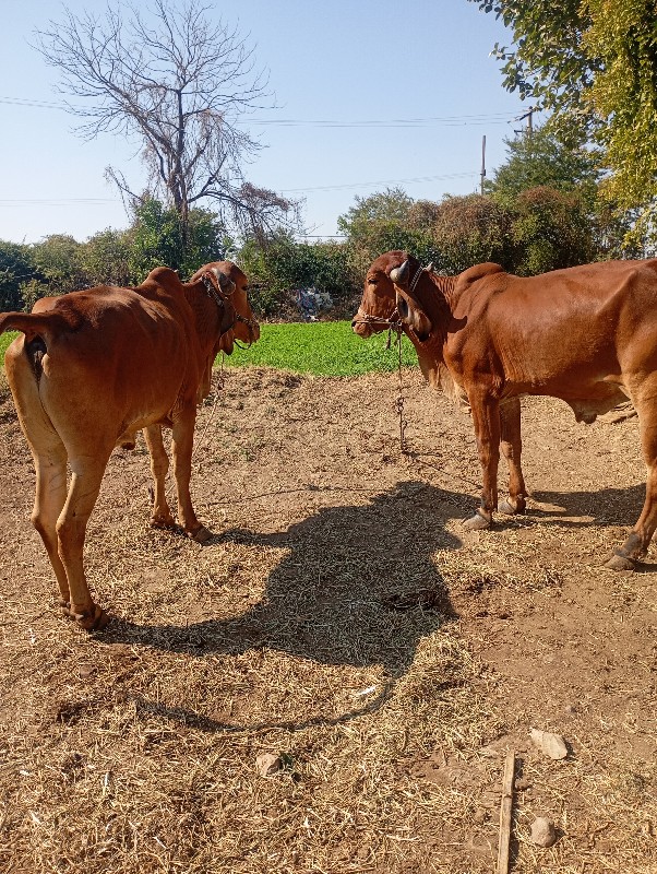 બળદ વેચવાના છે