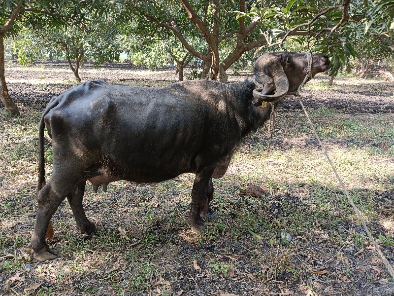 ભેંશ, ત્રીજું વ...