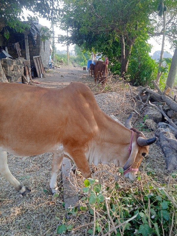 ગાય વેચવાની છે...