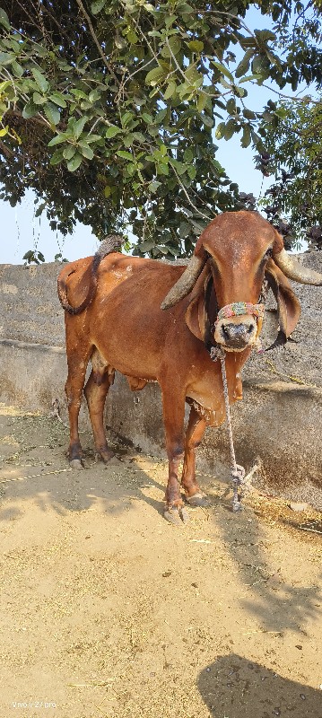 ગીર ગાય વેચવાની...