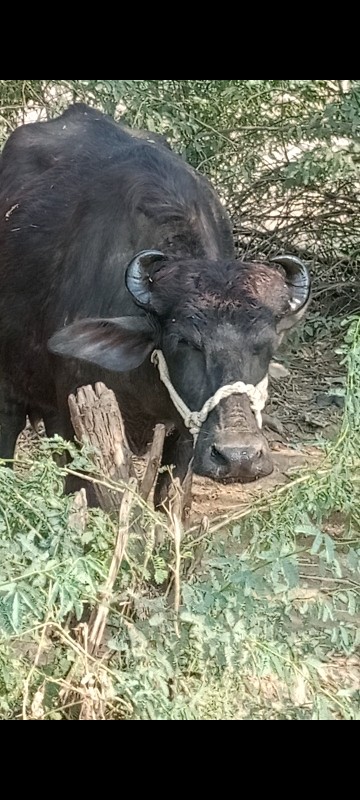 ભે ખડેલી વેચવાન...