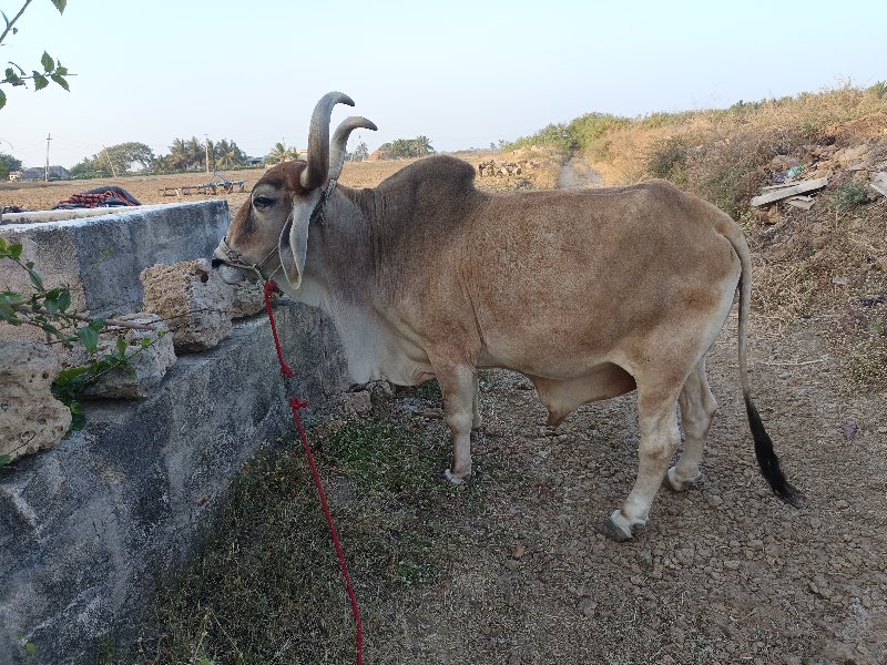 બળદ વેચવાના છે