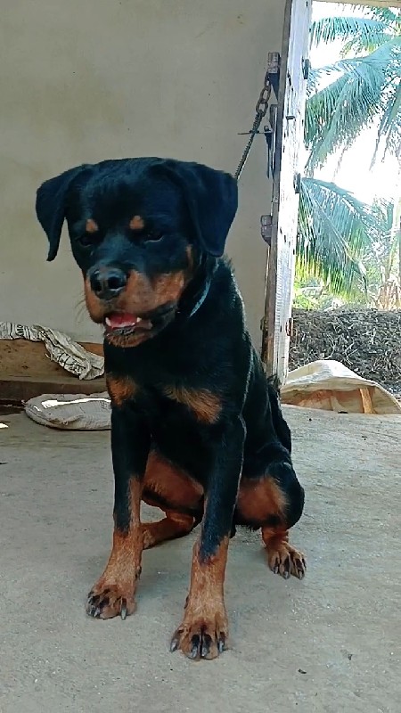 Rottweiler male