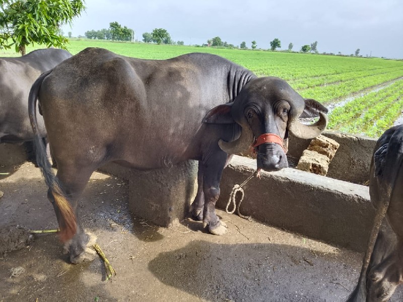 જાફરાબાદી ઓરીજન...