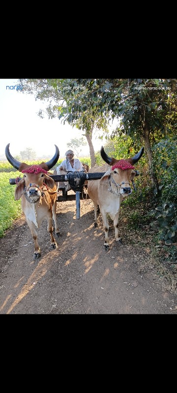 બળદ વેસવાના સે