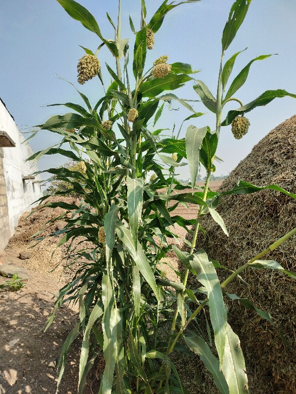 જુવાર નું મીઠું...