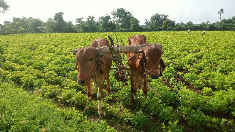 ગોઢલા વેચવાના છ...