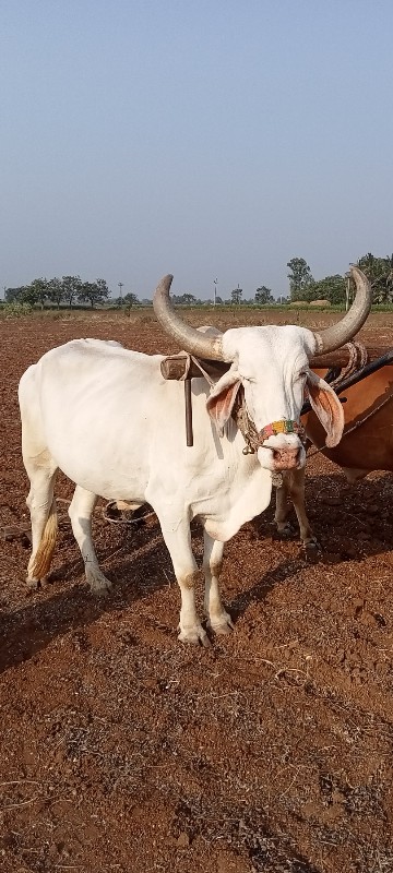 બળદ વેચવાનો છે