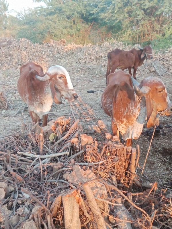 ગોઢલા વેચવાના છ...