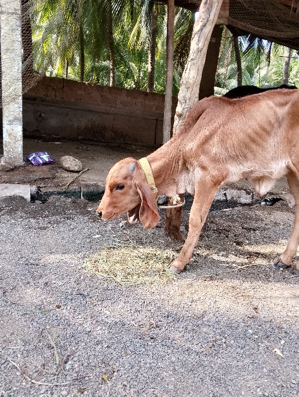 ગાય વેચ વાની છે...