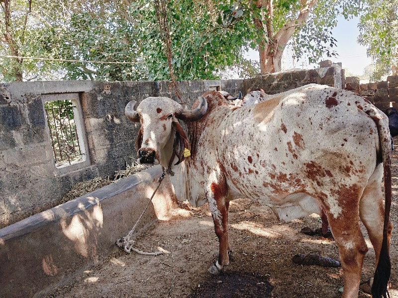 ગાય વેસવાની છેઃ