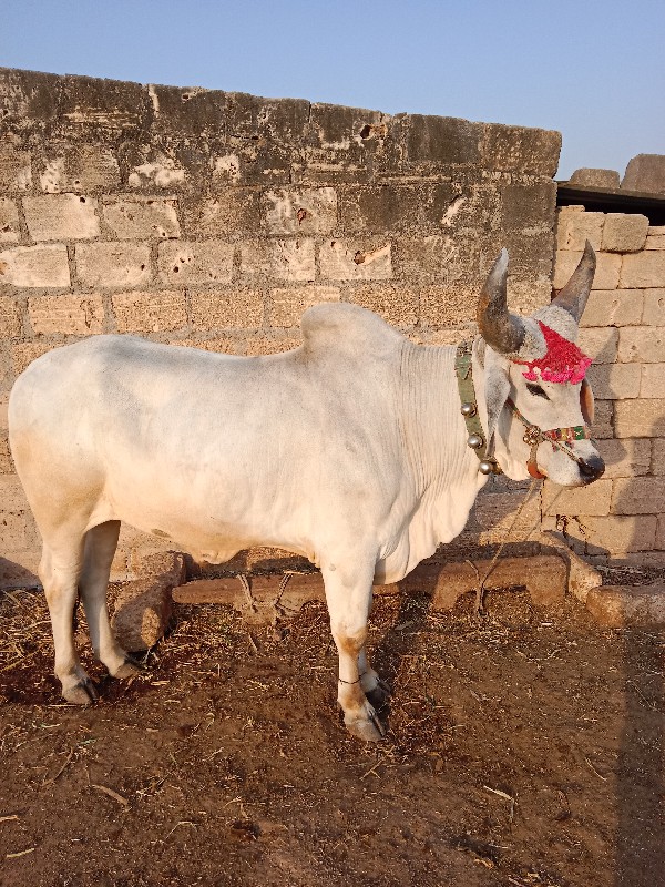 બળદ લેવાનો છે