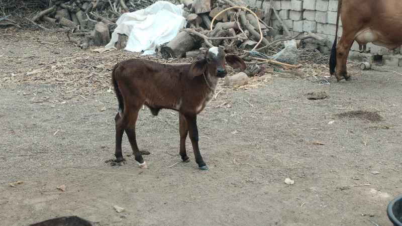 ગીર,દેશી