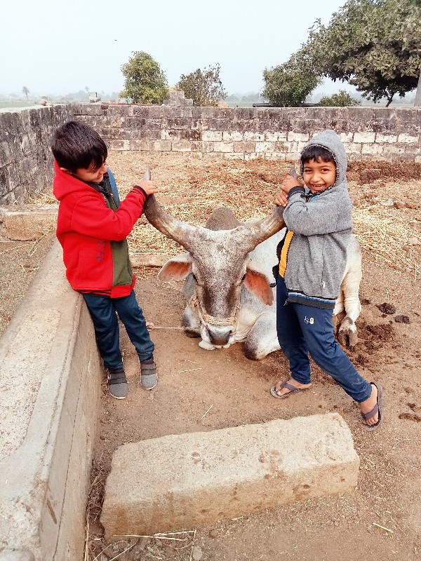 2વાવની ,ફુલ જવા...