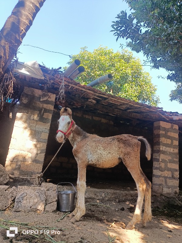 વસેરા ના છાંટા...