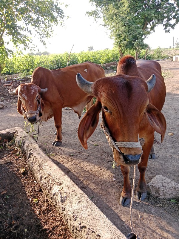 ગોઢલા વેચવાના છ...