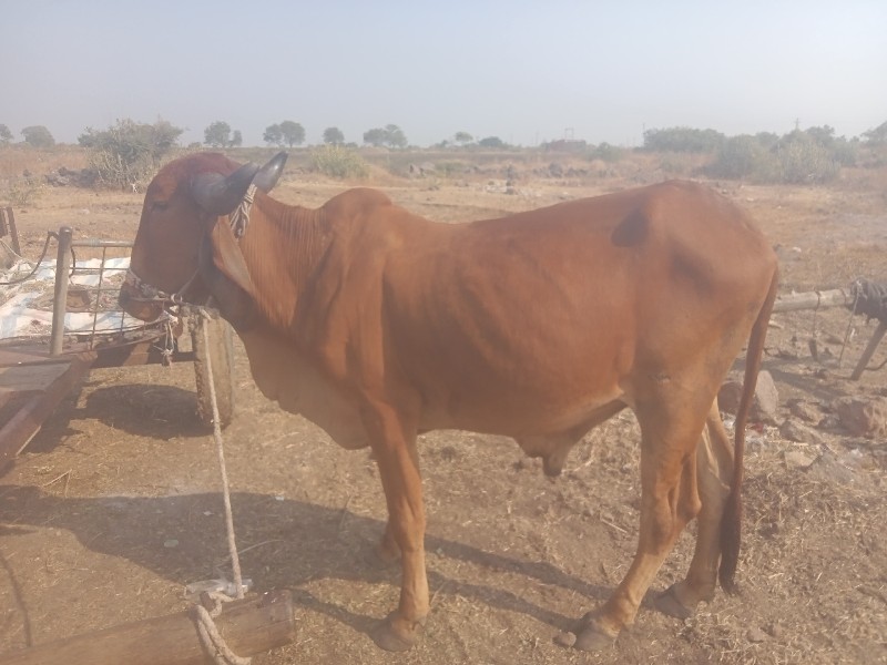 प्रत्याशी