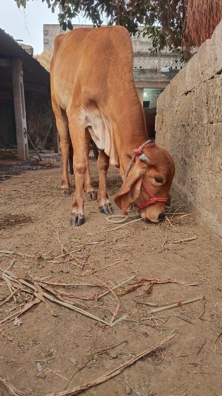 આ ગીર ગાય છે