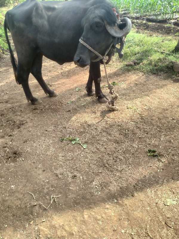 ખળેલી વેચવાની છ...